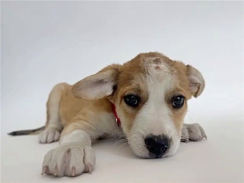 GATEWAY - Collie available for adoption