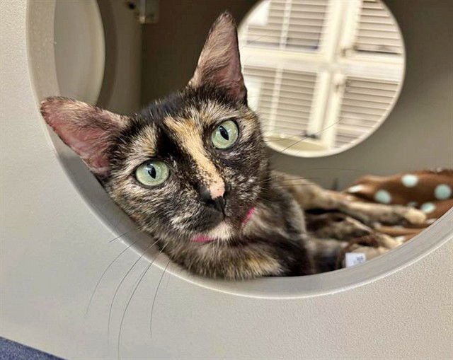 RUBY - Domestic Short Hair available for adoption