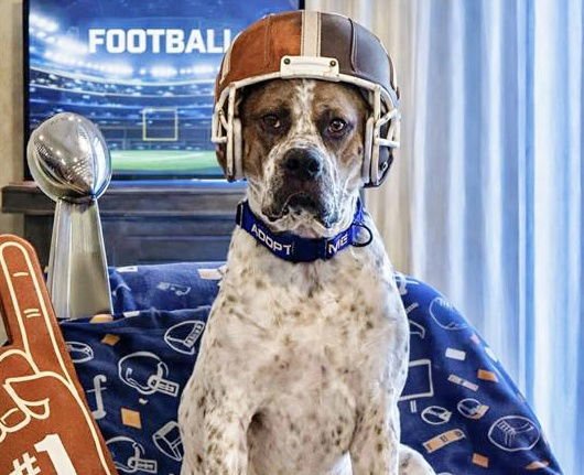 TOMMY - Boxer available for adoption