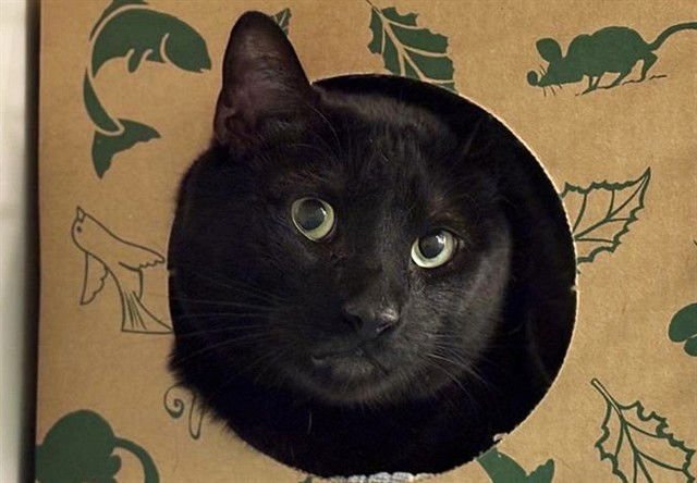 MIDNIGHT - Domestic Short Hair available for adoption