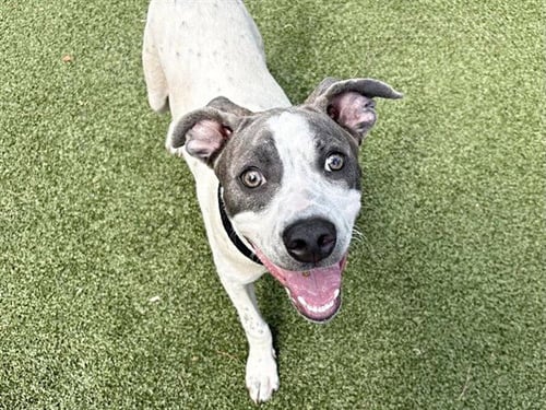 PERCY - Pit Bull Terrier available for adoption