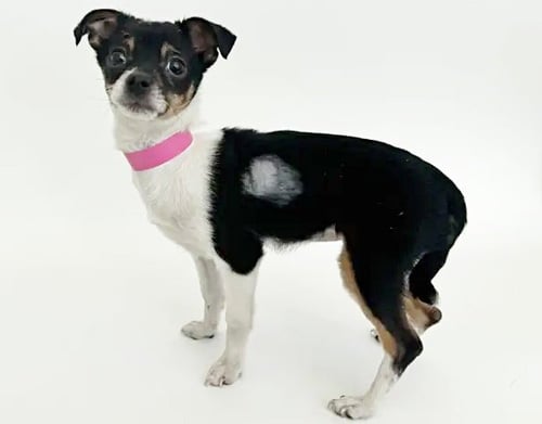 HERSHEY - Rat Terrier available for adoption