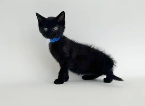 BABY PHAT - Domestic Short Hair available for adoption
