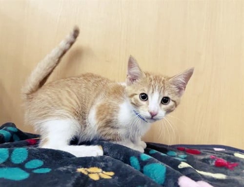 SNAP - Domestic Short Hair available for adoption