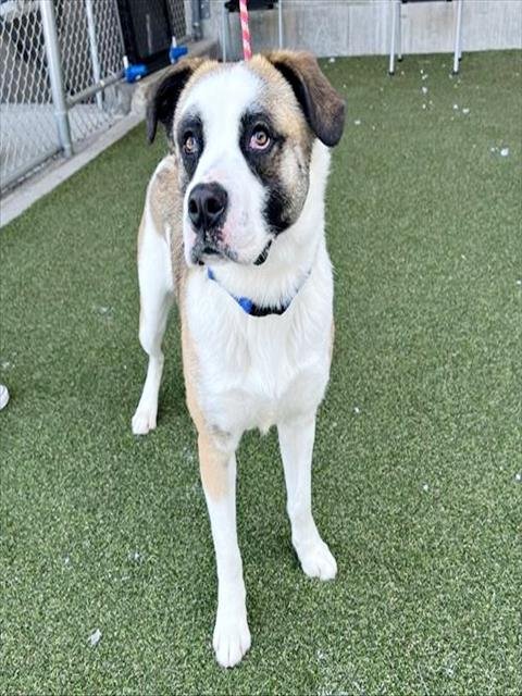 BANDIT - Labrador Retriever available for adoption