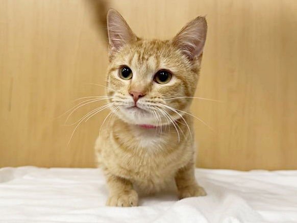 LUKA - Domestic Short Hair available for adoption