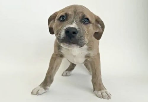 BOOTSIE - Pit Bull Terrier available for adoption