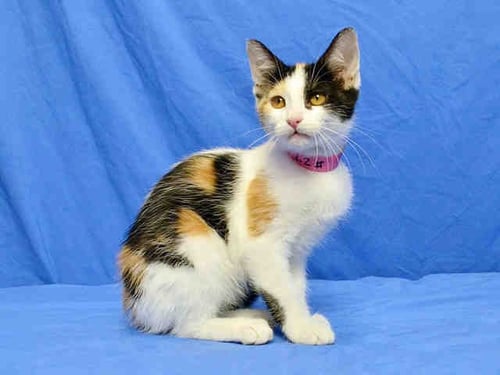 LUCKY - Domestic Short Hair available for adoption