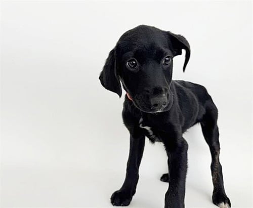 SYRUP - Labrador Retriever available for adoption