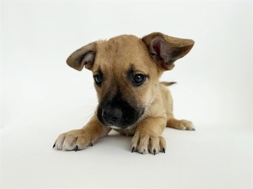 DELMAR - Collie available for adoption