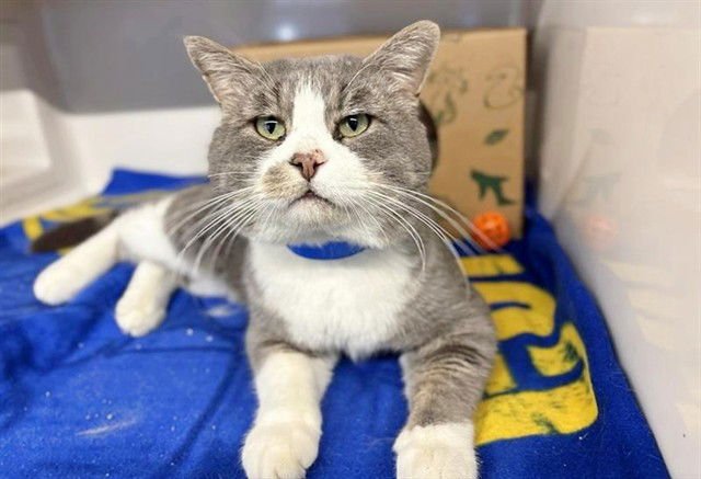 THOMAS - Domestic Medium Hair available for adoption