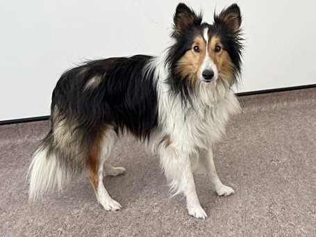 DOBBY - Shetland Sheepdog Sheltie available for adoption