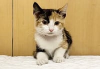 IZZY - Photo 1