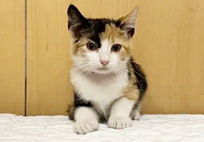 IZZY - Domestic Short Hair available for adoption