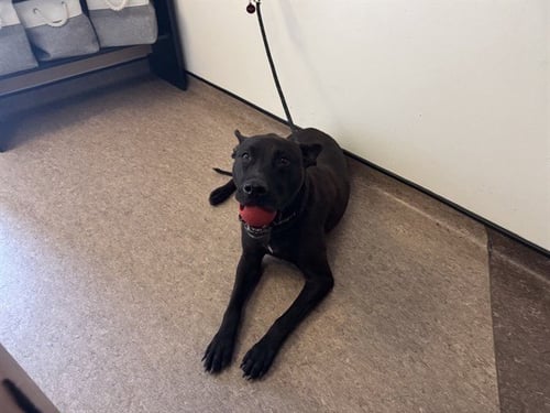 MISTY - Labrador Retriever available for adoption