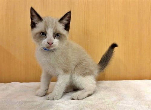 RICKY - Domestic Short Hair available for adoption