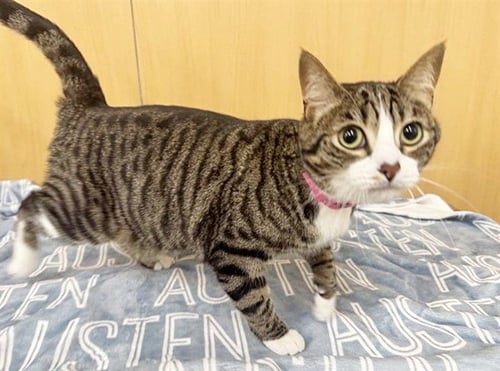 HONEYDEW - Domestic Short Hair available for adoption