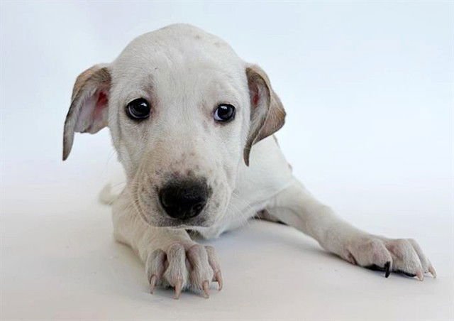 JAN - Boxer available for adoption