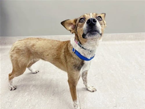 SKITTLES - Terrier available for adoption