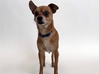 ROSCOE - Photo 1