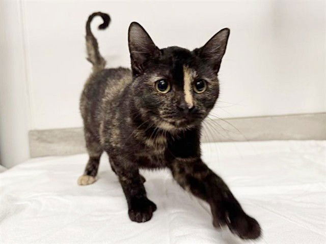 DAISY - Domestic Short Hair available for adoption