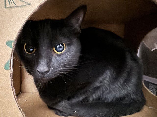 CALYPSO - Domestic Short Hair available for adoption