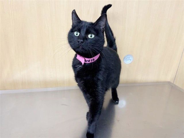 PAWLA - Domestic Short Hair available for adoption