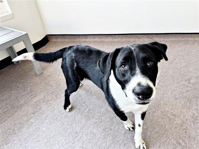 SABASTIAN - Labrador Retriever available for adoption