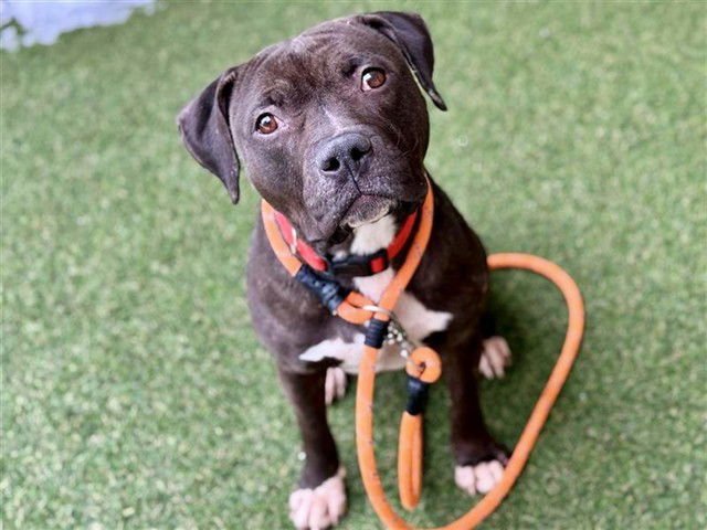 DYNASTY - Pit Bull Terrier available for adoption