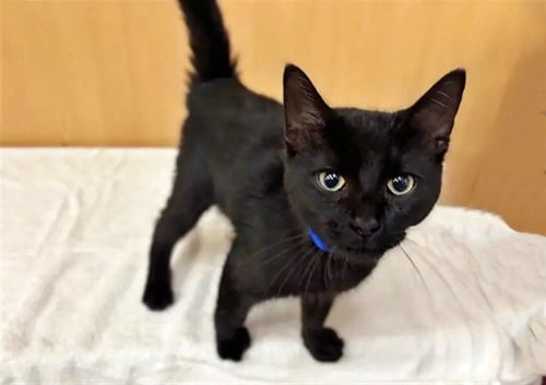 TINI - Domestic Short Hair available for adoption