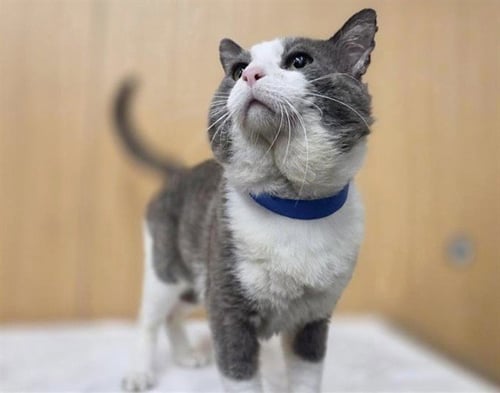 BOSTON - Domestic Medium Hair available for adoption