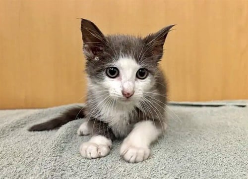 ARCHIE - Domestic Short Hair available for adoption