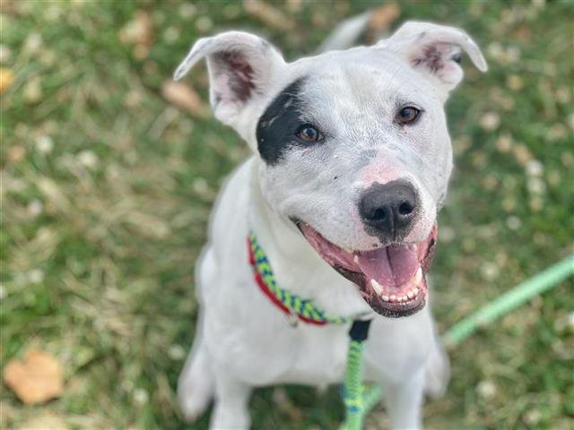 WILLOW - Pit Bull Terrier available for adoption