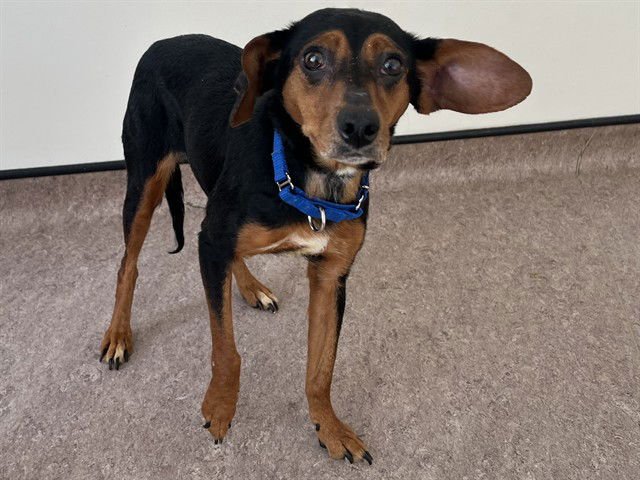 SYLVIA - Terrier available for adoption