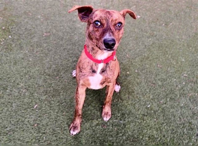 JUNG KOOK - Terrier available for adoption