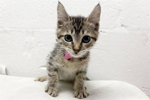 KELLY - Domestic Short Hair available for adoption