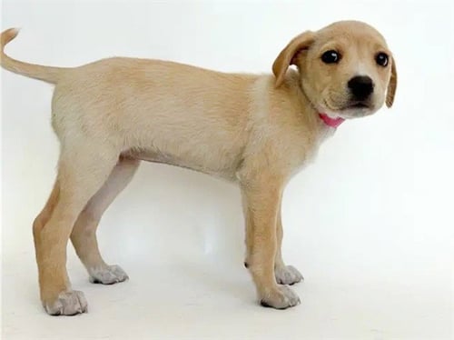 FLIPPER - Labrador Retriever available for adoption