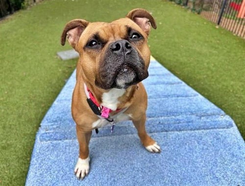 BROWNIE - Pit Bull Terrier / Boxer available for adoption