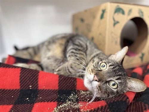 RAMSAY - Domestic Medium Hair for adoption in St. Louis