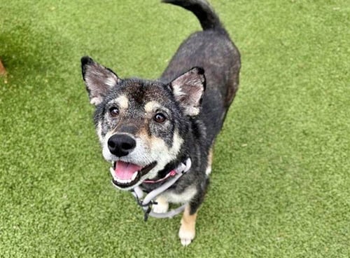 LUCY - Shiba Inu available for adoption