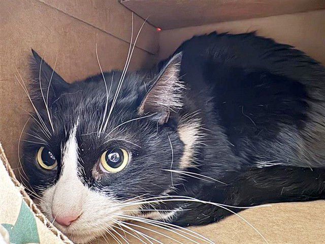 ARCHIE - Domestic Short Hair for adoption in St. Louis