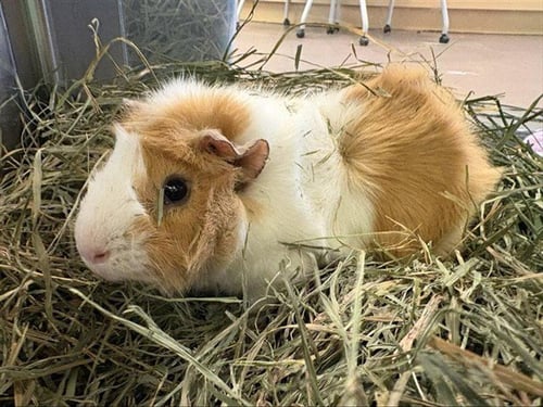 CLOVER - Guinea Pig available for adoption