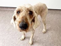 WINNIE THE POODLE - Photo 1