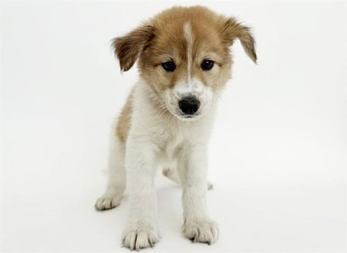 APPLE - German Shepherd Dog available for adoption