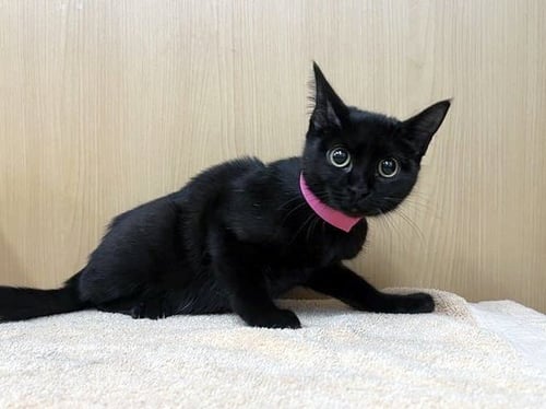 GUPPY - Domestic Short Hair available for adoption