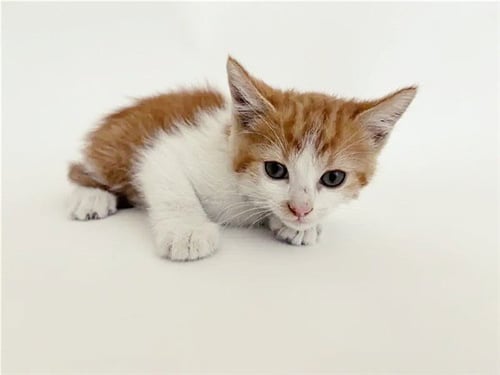 CAYENNE - Domestic Short Hair available for adoption