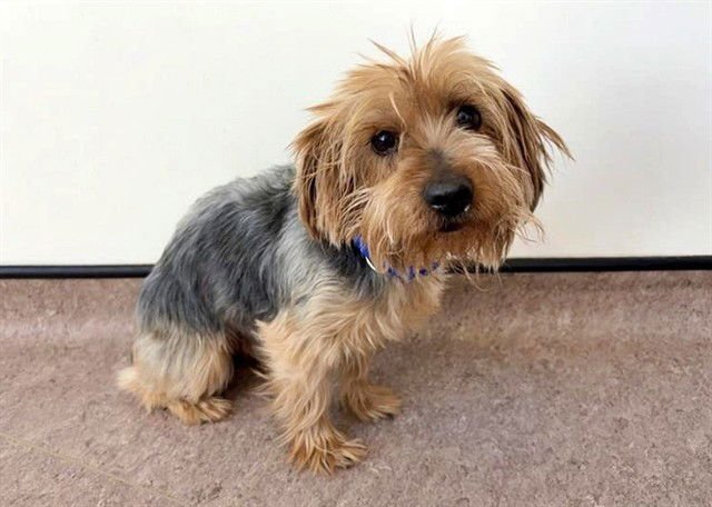 FITZROY - Yorkshire Terrier Yorkie available for adoption