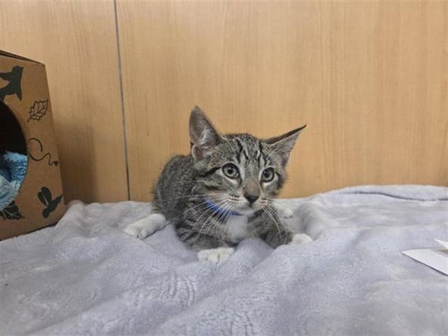 TWINKLE TOES - Domestic Short Hair available for adoption