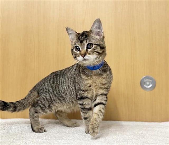 FRITO - Domestic Medium Hair available for adoption