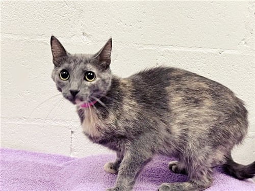 BONNIE - Domestic Medium Hair available for adoption